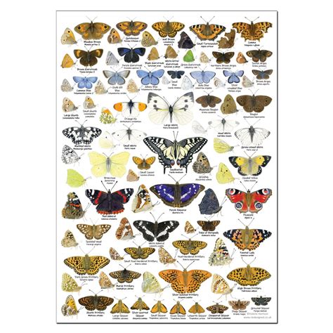 british butterflies identification chart pdf.